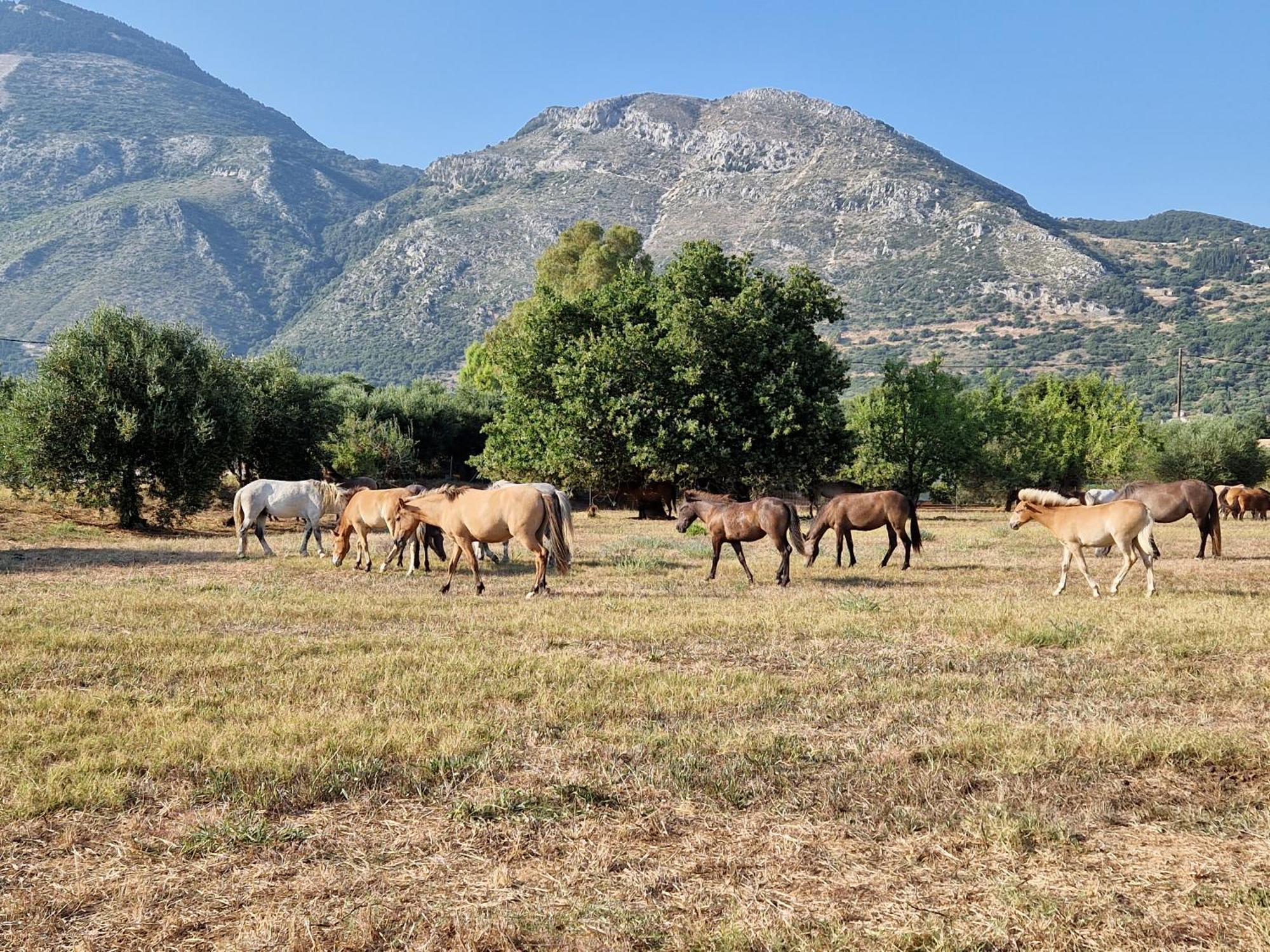 Memro * Atsoupades